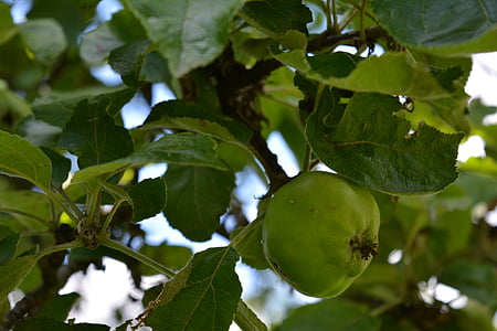Apple, æbletræ, natur, frugt, umodne, grøn, blade