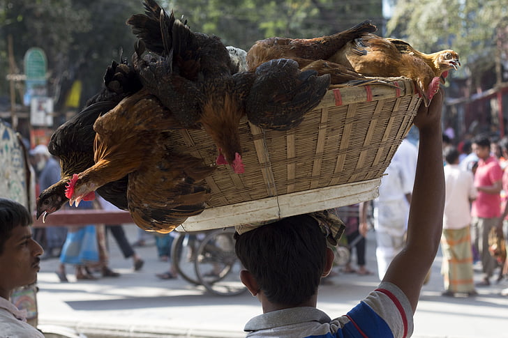 Dhaka, Bangladesh, gatene, kurv, kylling, selger