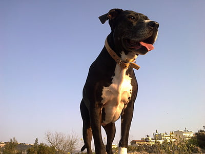 Pitbull, perro, mascota, animal