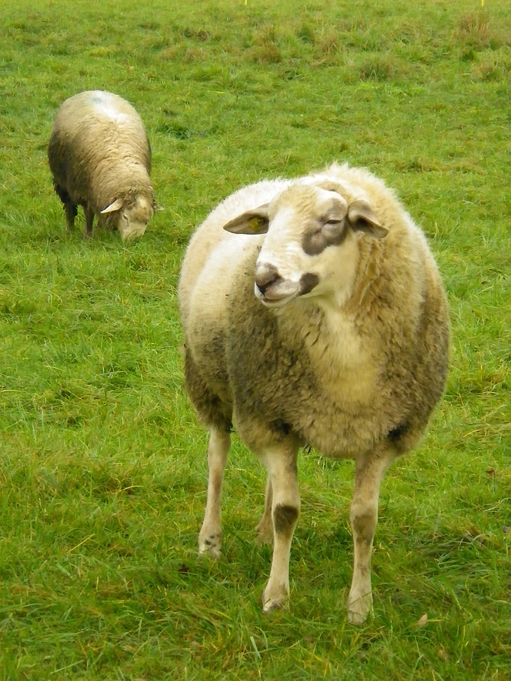 sheep, meadow, pasture