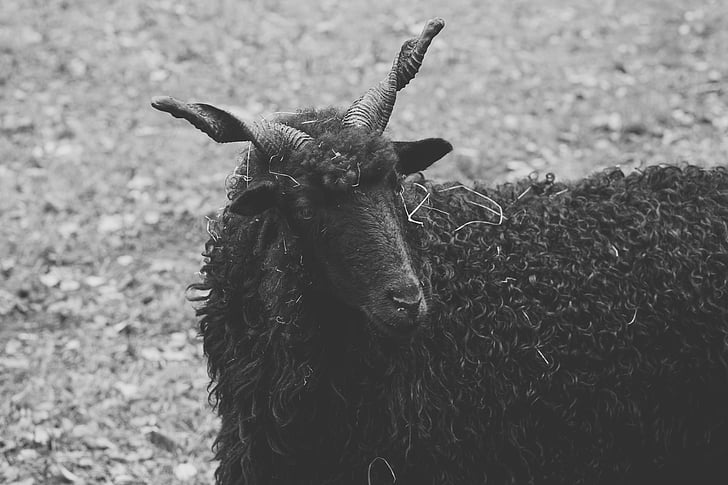 domba, hitam, tanduk, kambing hitam, wol, hewan, hewan
