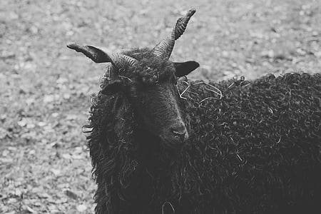 lampaat, musta, sarvet, musta lammas, villaa, eläimet, eläinten