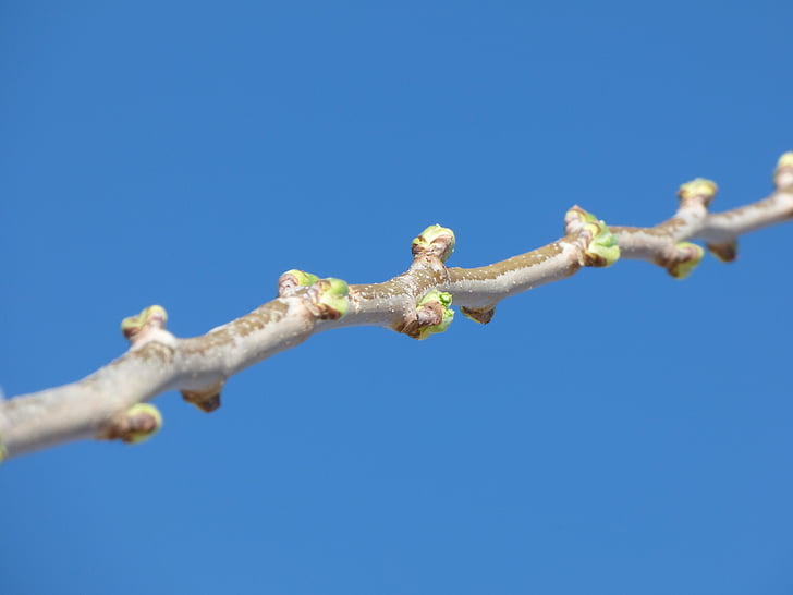 branch, outbreak, spring, sprout, tree, nature, springtime