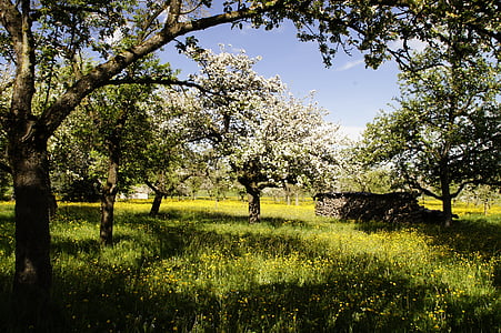 orchard, flowers, apple trees, apple blossom, spring