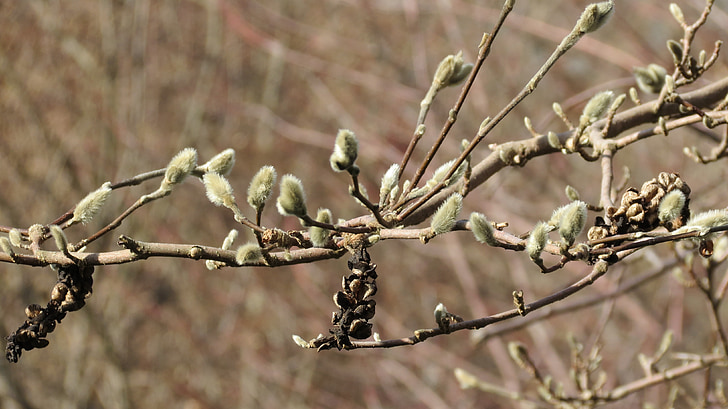 bud, green, spring, branch
