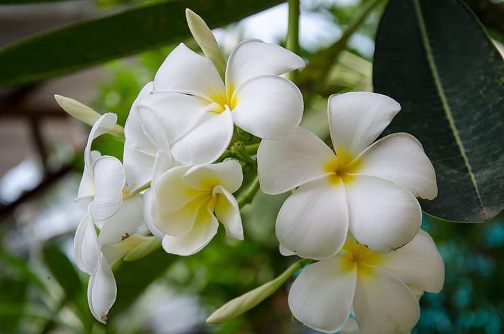 kwiat, biały, białe kwiaty, udekorować, tło, zielony, ładne