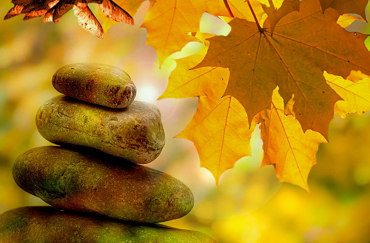 meditasi, keseimbangan, sisanya, musim gugur, pohon, pohon, daun