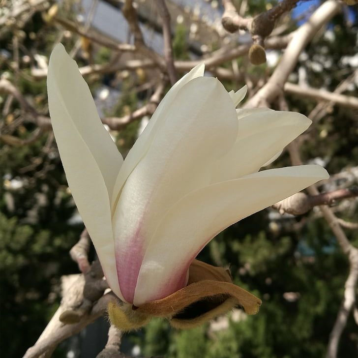 magnolia flower, spring, bloom
