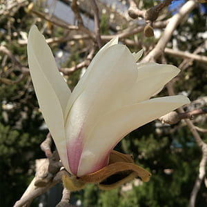 Magnolia bunga, musim semi, mekar