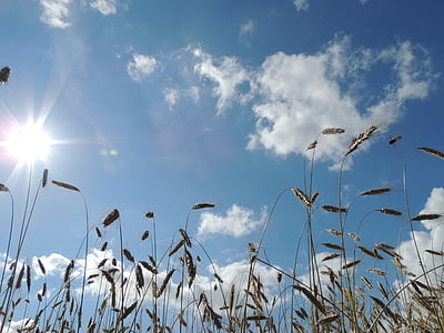 wheat, wheat field, grain, cornfield, cereals, sun, clouds