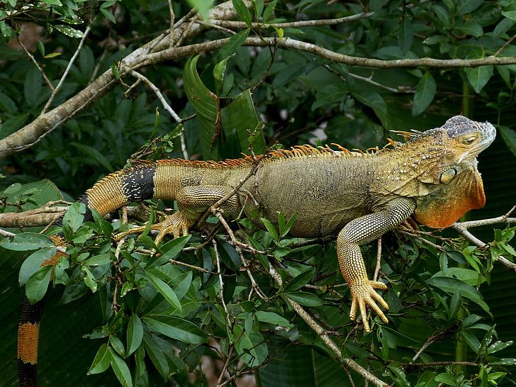 Iguana verda, urpa, drac, rèptil, animal, criatura, escala