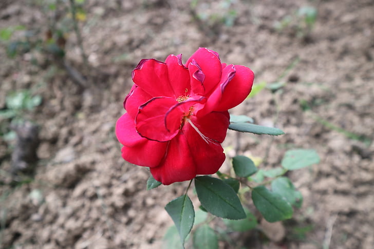 Rosa, meu, l'amor, natura, vermell, planta, pètal