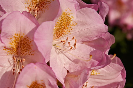 rhododendron, garden, blossom, bloom, plant, close, pink