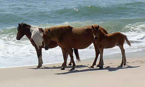 дикие лошади, Морское побережье острова Ассатиг, пляж, Дикая природа, Природа, дикие, пустыне