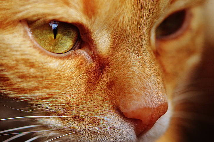 kočka, červená, obličej, Zavřít, kočičí obličej, pohled, portrét