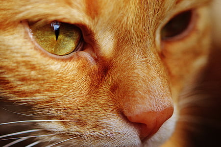 kedi, Kırmızı, yüz, Kapat, kedi yüz, Görünüm, portre