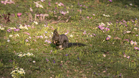 다람쥐, 봄, 먹으십시오, 동물의 세계