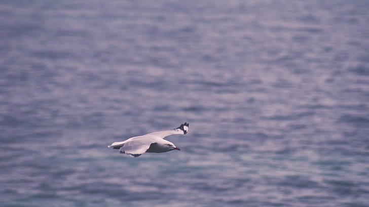 animal, bird, flying, gull, nature, ocean, sea