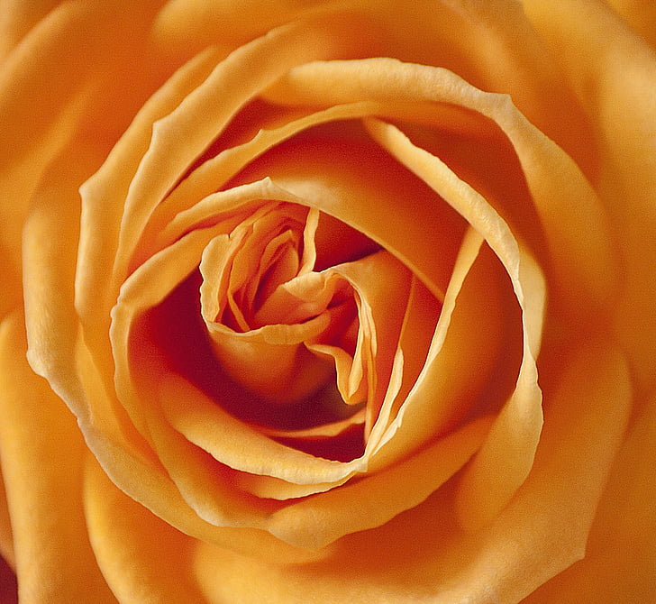 macrophoto, žlutá, růže, květ, oranžová, léto, detail