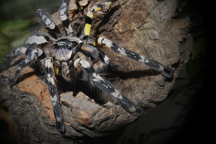 poecilotheria striata, тарантула, людина-павук, Комаха, павукоподібних, тварини, Природа