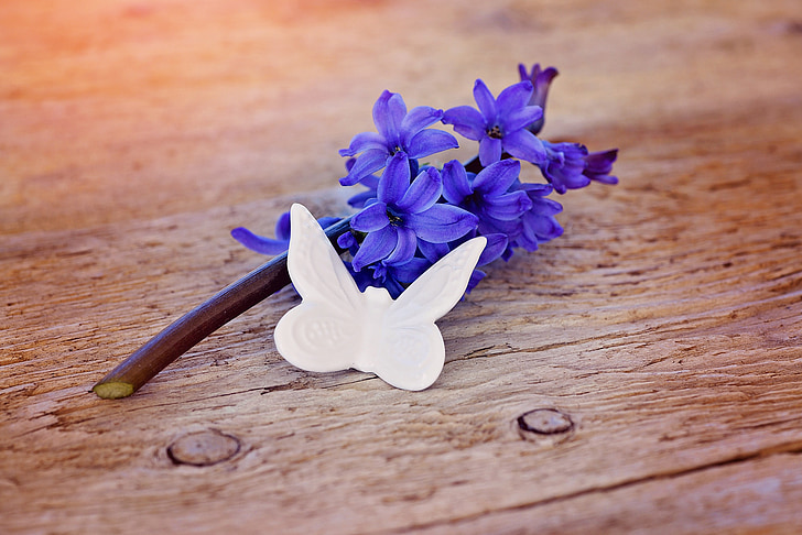 Hyacinth, cvet, cvet, cvet, modra, dišeči cvet, dišeče