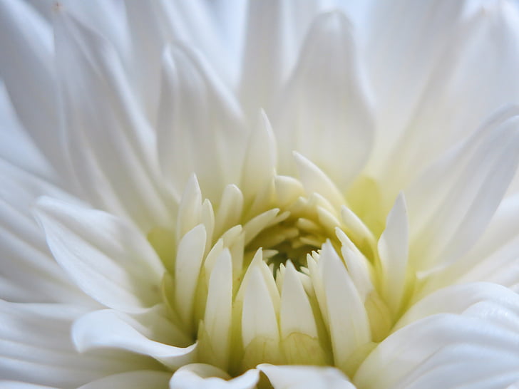 Dahlia, Blossom, Bloom, blanc, innocence, ouvrir, Centre