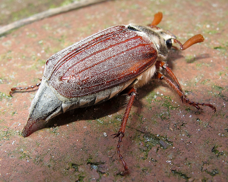 maikäfer, beetle, may