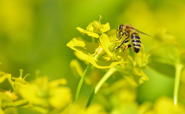abelha, inseto, flor, flor, polinização, pólen, néctar
