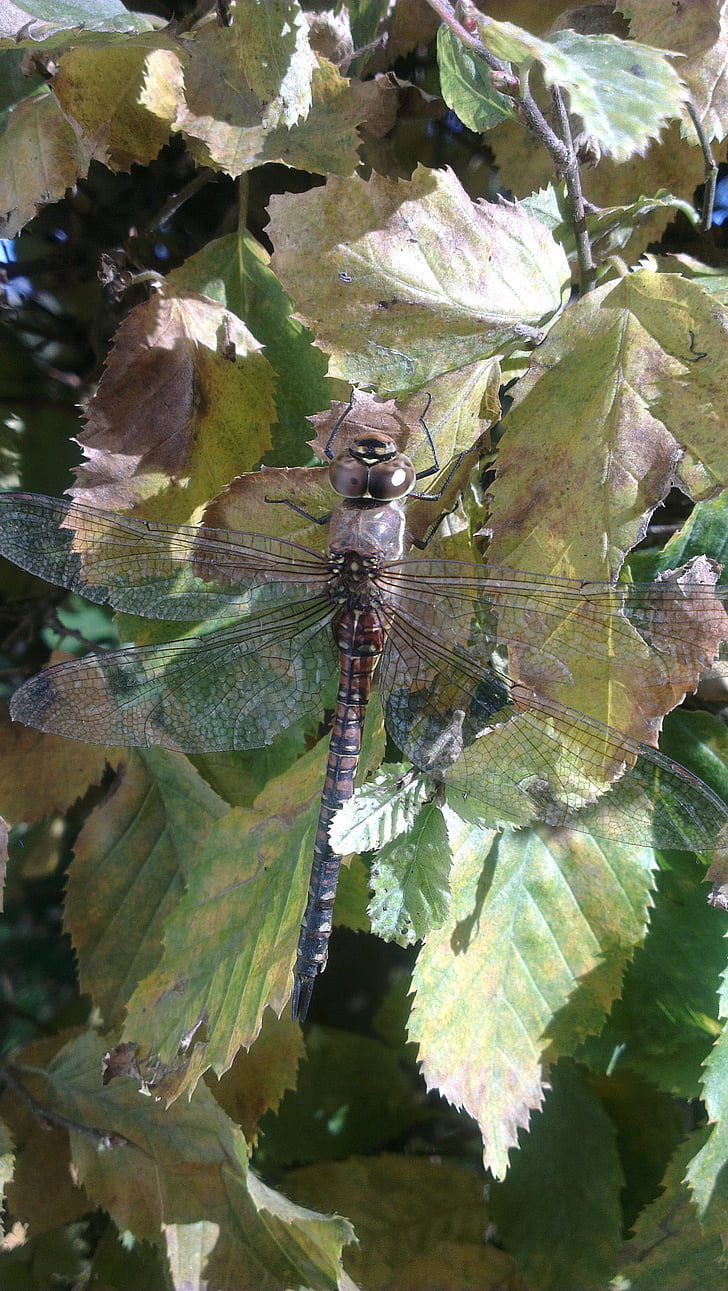 dragonfly, leaves, insect, close, animal, nature, leaf