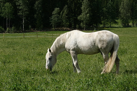 white horse, summer pasture, whitehorse, horse, nature, animal, farm