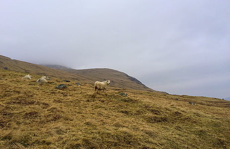 màu nâu, thịt cừu, cỏ, lĩnh vực, đám mây, núi, núi cừu