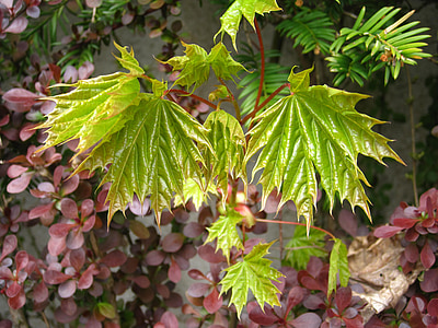 spring, young maple leaves, development, spring awakening, lenz, time of year, close