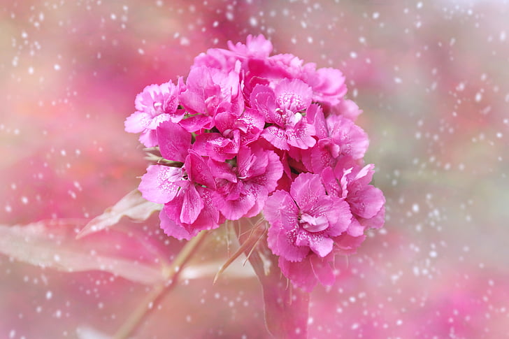 carnation, blossom, bloom, pink, flower, snowflakes, greeting card