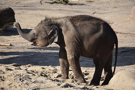 бебе слон, младите животни, слон, на слона дете, млади слон, дебелокож, бозайник