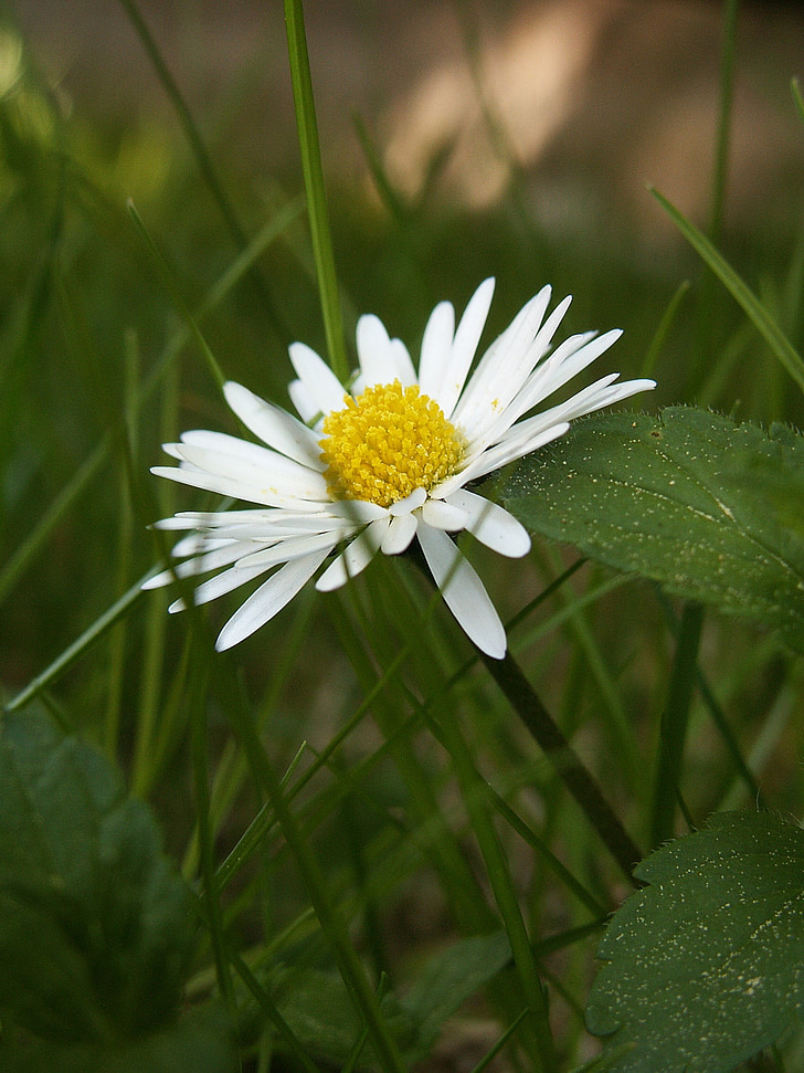 Daisy, fleur