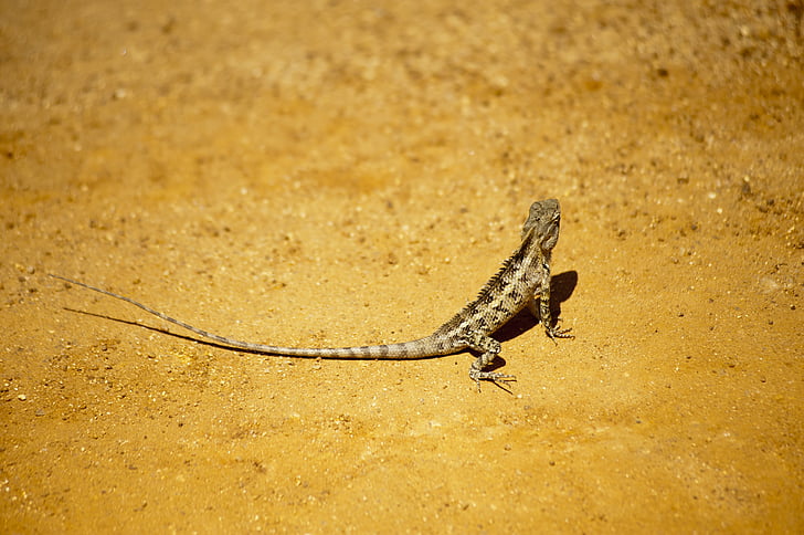 Wildlife, loodus, roomaja, looma, sisalik, Iguana, maa