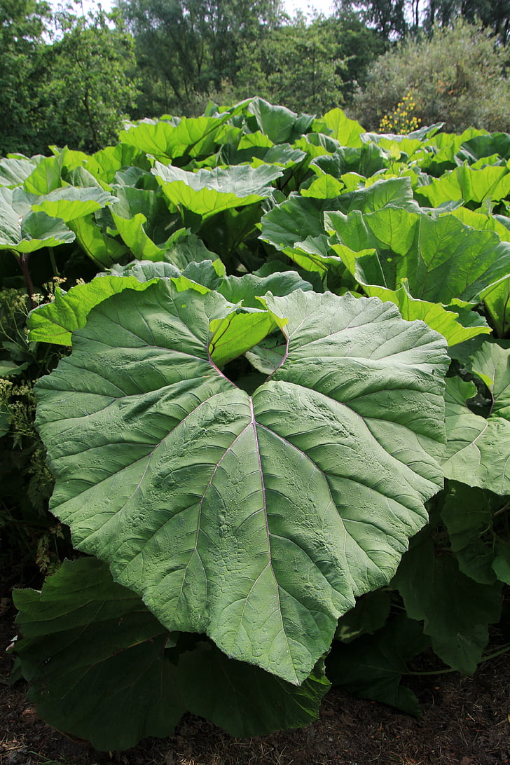 large leaves, green, acanthus plant, acanthus, foliage plant, nature, agriculture
