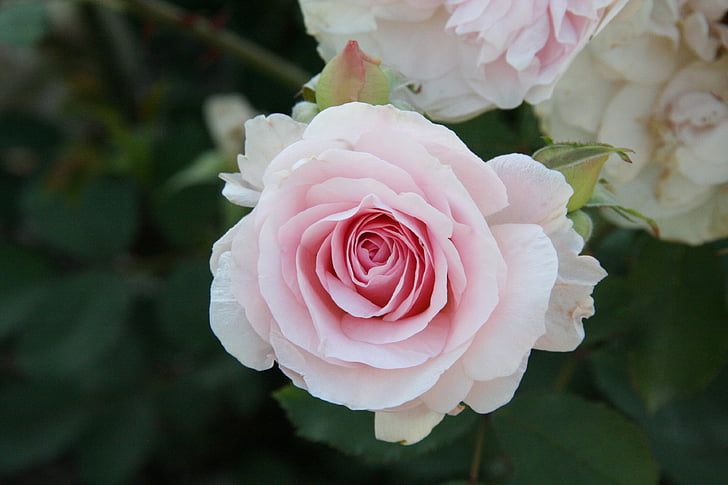 pink, rose, flower, nature, floral, petal, romantic