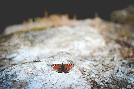 selective, focus, photography, peacock, butterfly, rock, wing