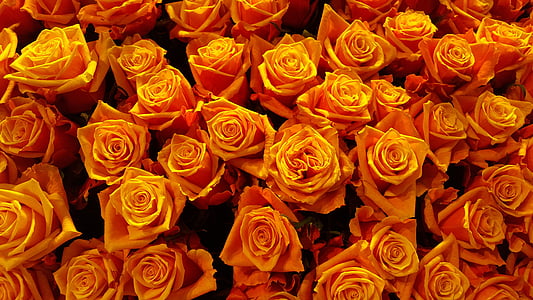 τριαντάφυλλο, άνθος, άνθιση, πορτοκαλί, φύση, τριαντάφυλλο - λουλούδι, μπουκέτο