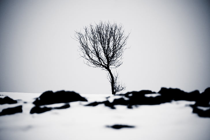 iarna, SW, copac