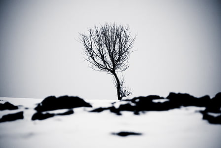 vinter, SW, træ