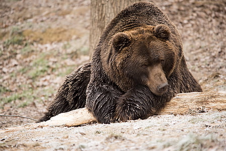 urso, urso pardo, vida selvagem, natureza, peludo, cabeça, poderosos