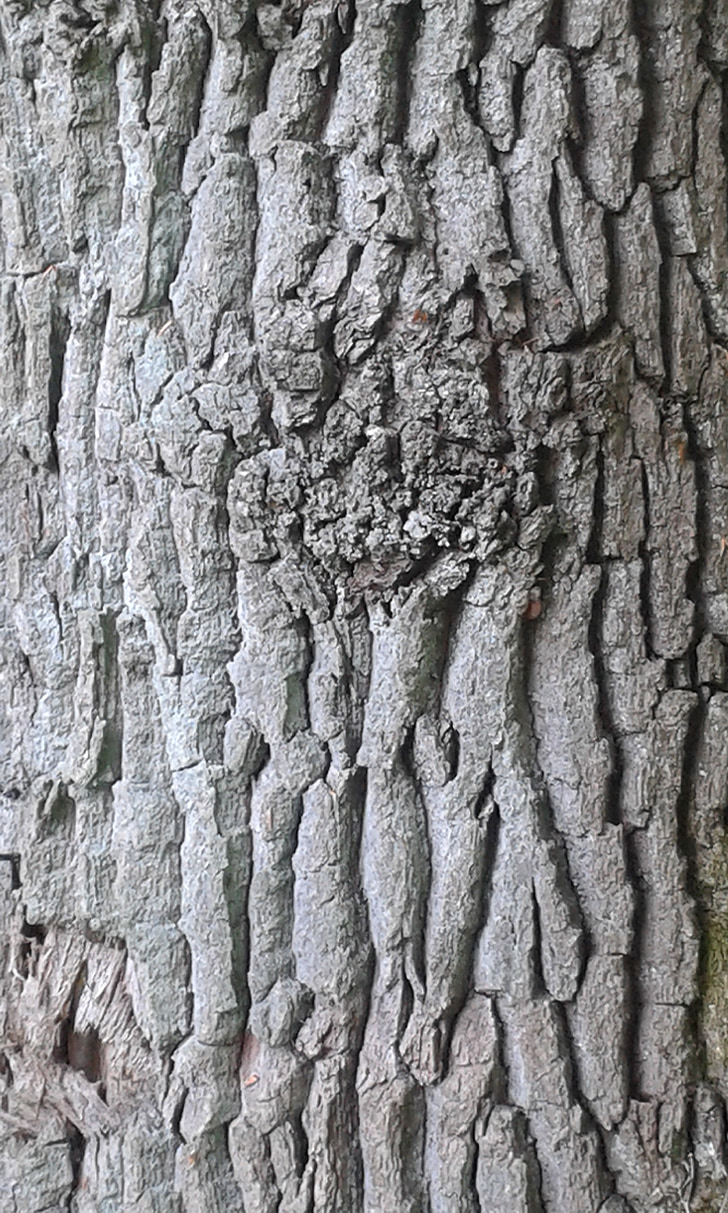 bark, träd, Logga in, naturen, struktur, skogen, trä