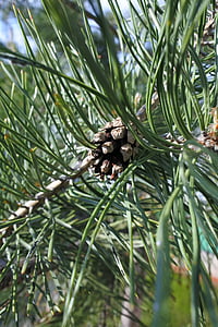 Spruce, closeup, kerucut pinus, tanaman, pohon, alam, musim panas