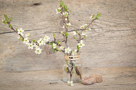 branches, cherry blossom branch, cherry blossoms, flowers, white, spring, vase