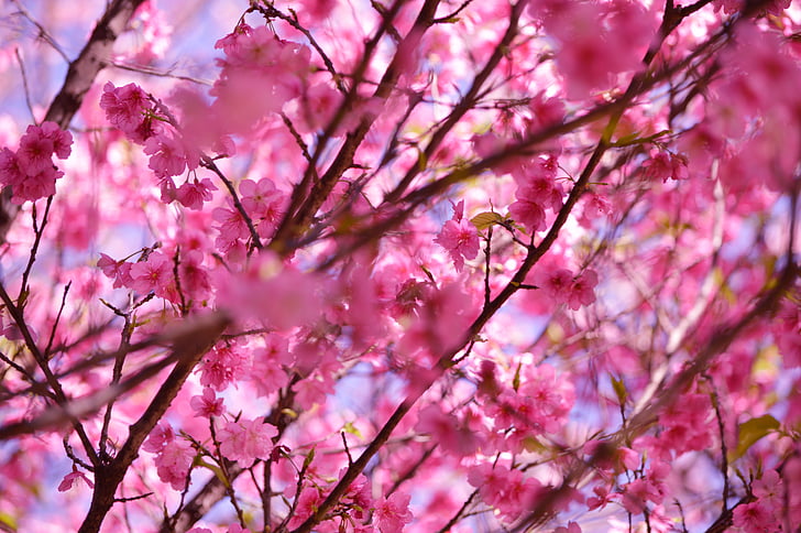 bunga, Blossom, mekar, merah muda, batang, alam, Cantik