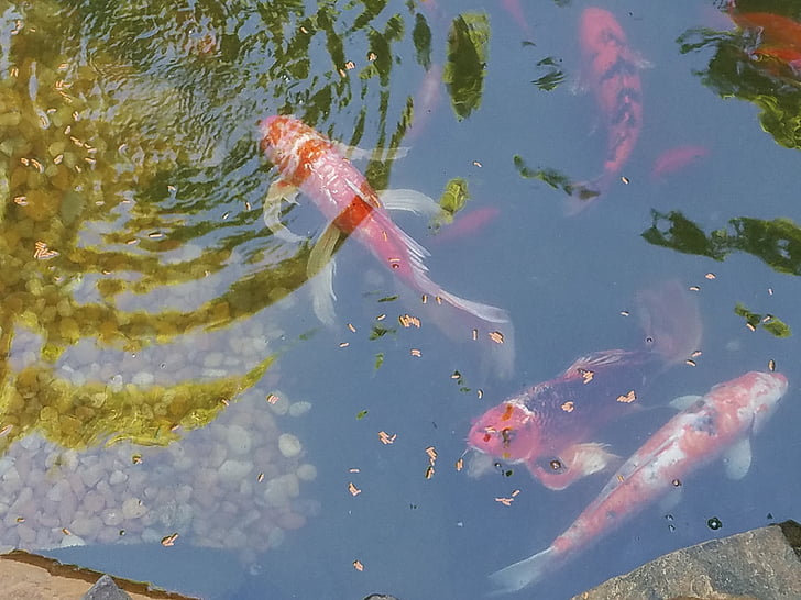 fish, koi, pond, summer, water, goldfish, carp