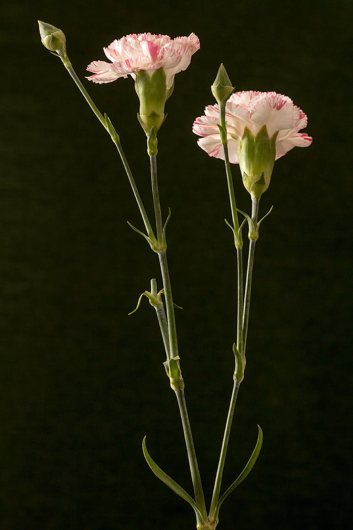 flower, carnation, pink, ornamental plant, macro