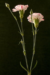 puķe, neļķes, rozā, dekoratīvo augu, makro